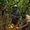Cocoa Farming